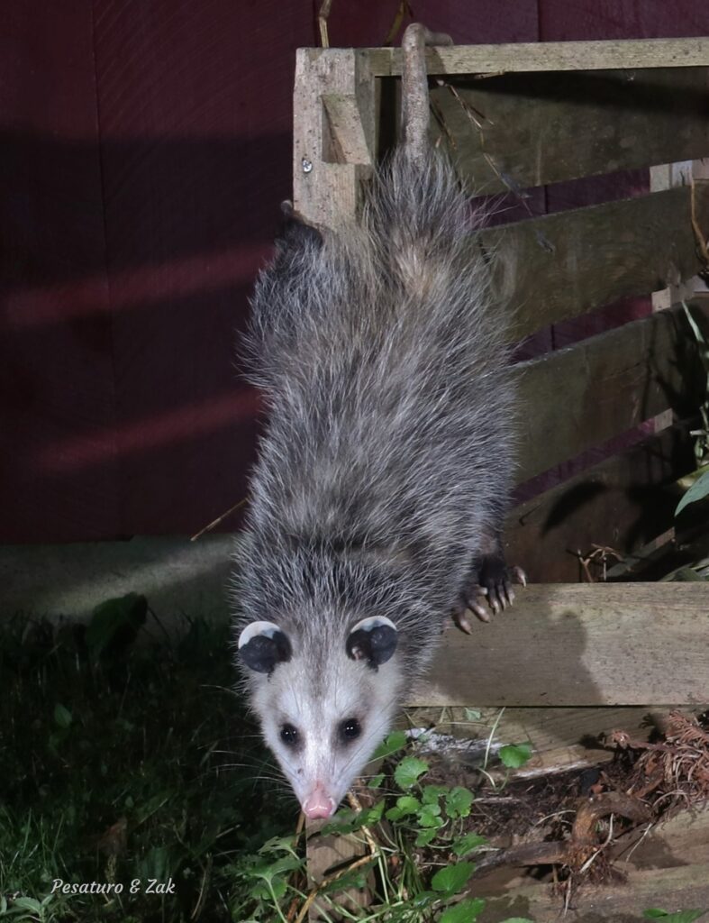 An opossum checking out the compost pile.  DSLR triggered by Browning trail camera