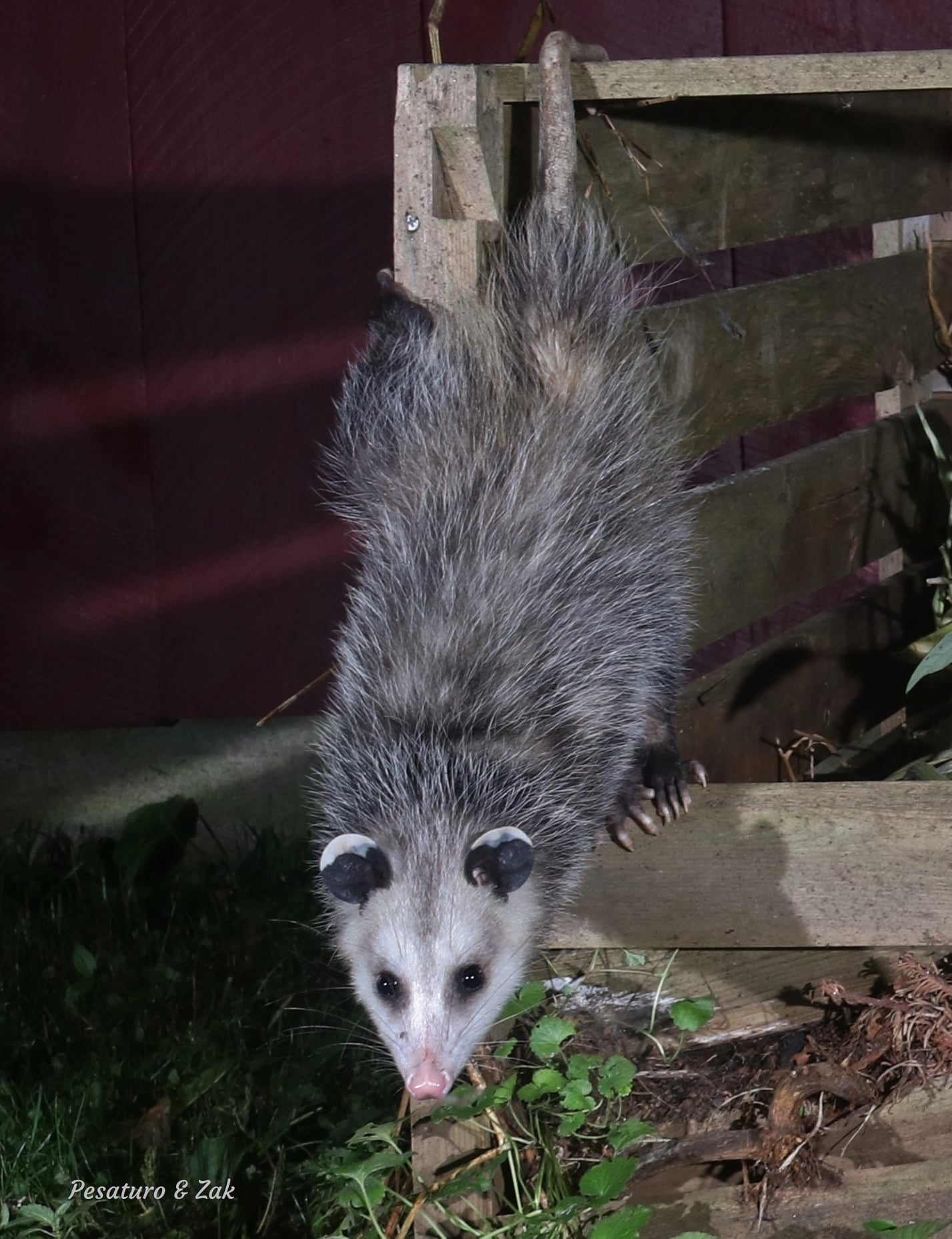 opossum hanging by the tail