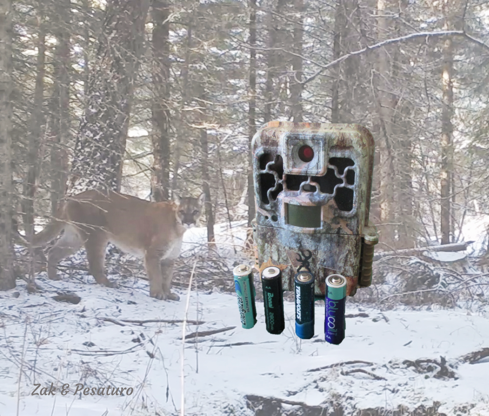 Mountain lion trail camera photo with trail camera and batteries.  