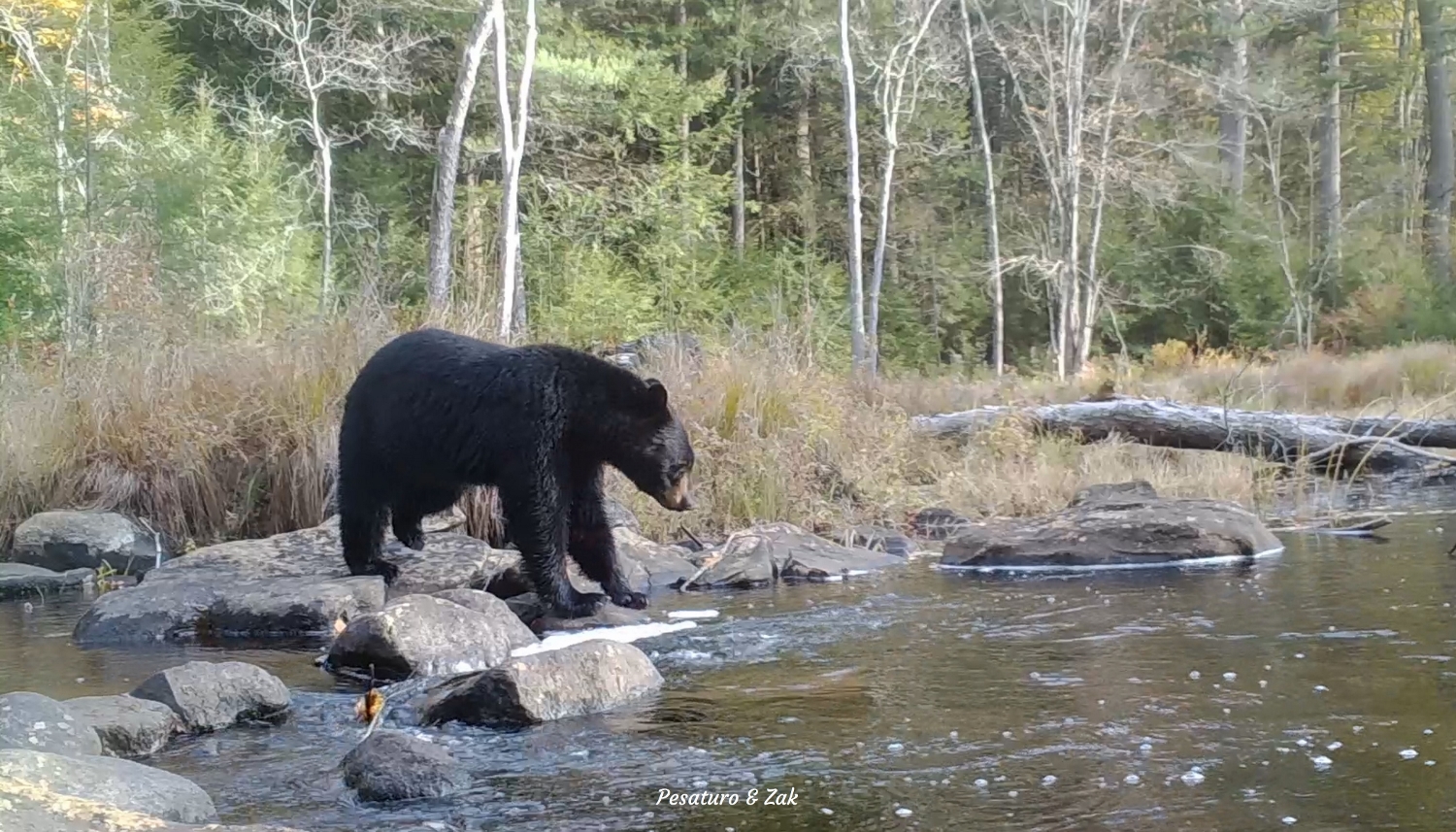 Trail Camera Placement at Stream Mouth Crossing captured a bear