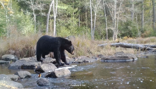 Bear crossing at a stream mouth