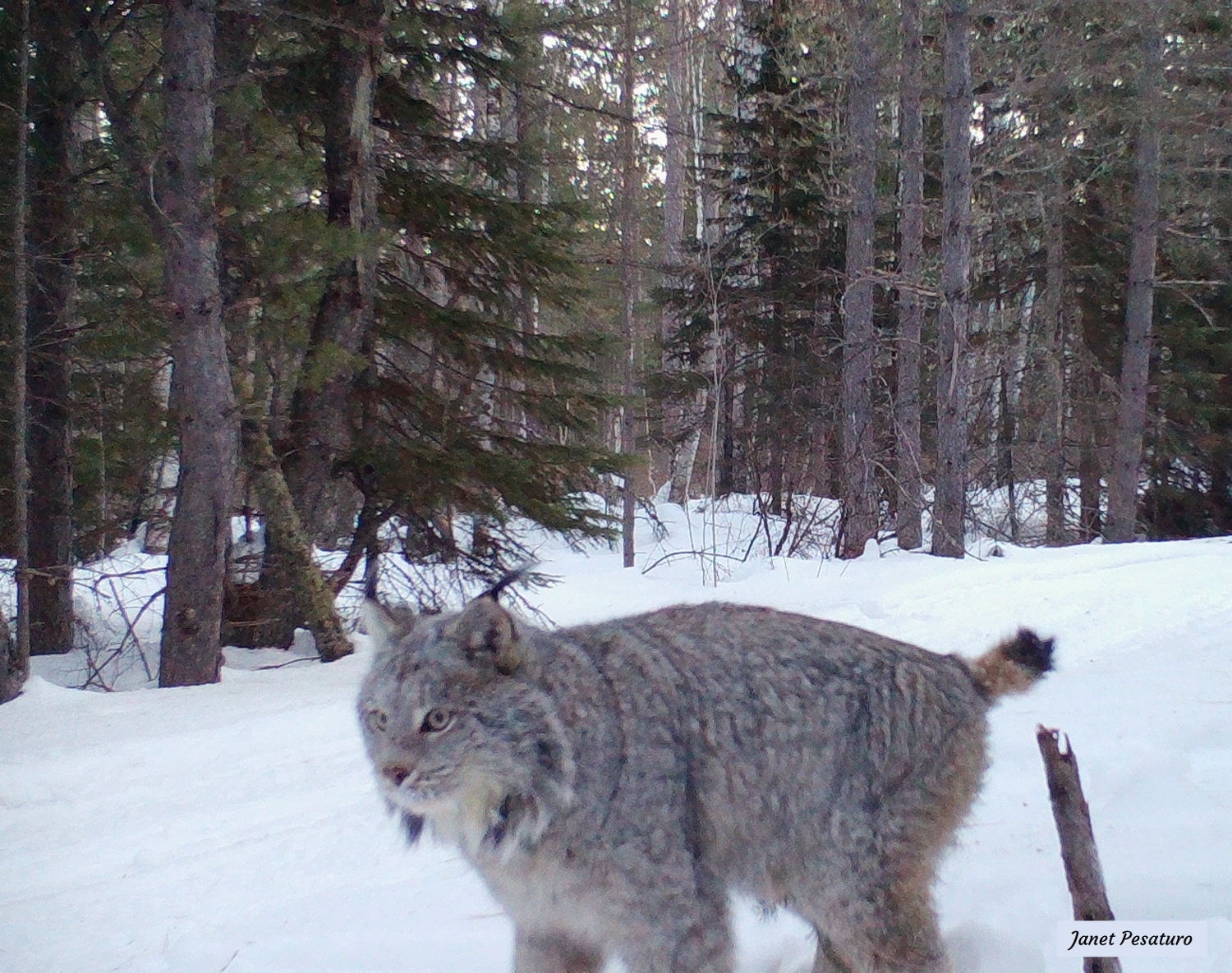 canada lynx spraying its scent post