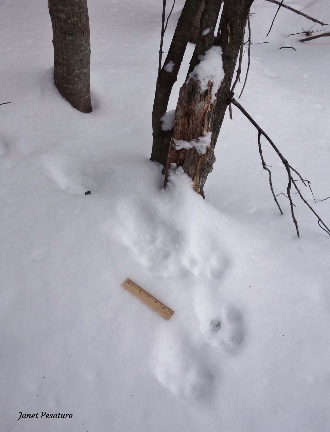 Tracks left by a Canada lynx who stopped to spray urine on a stump.
