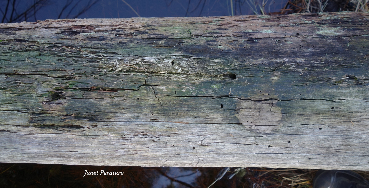 bobcat scratching posts and logs