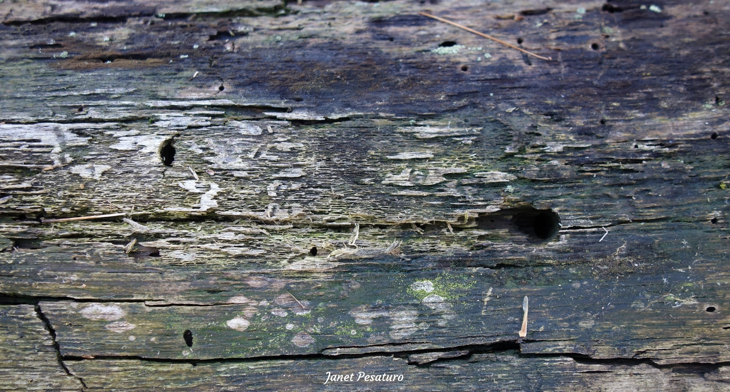 close-up of the bobcat scratching log