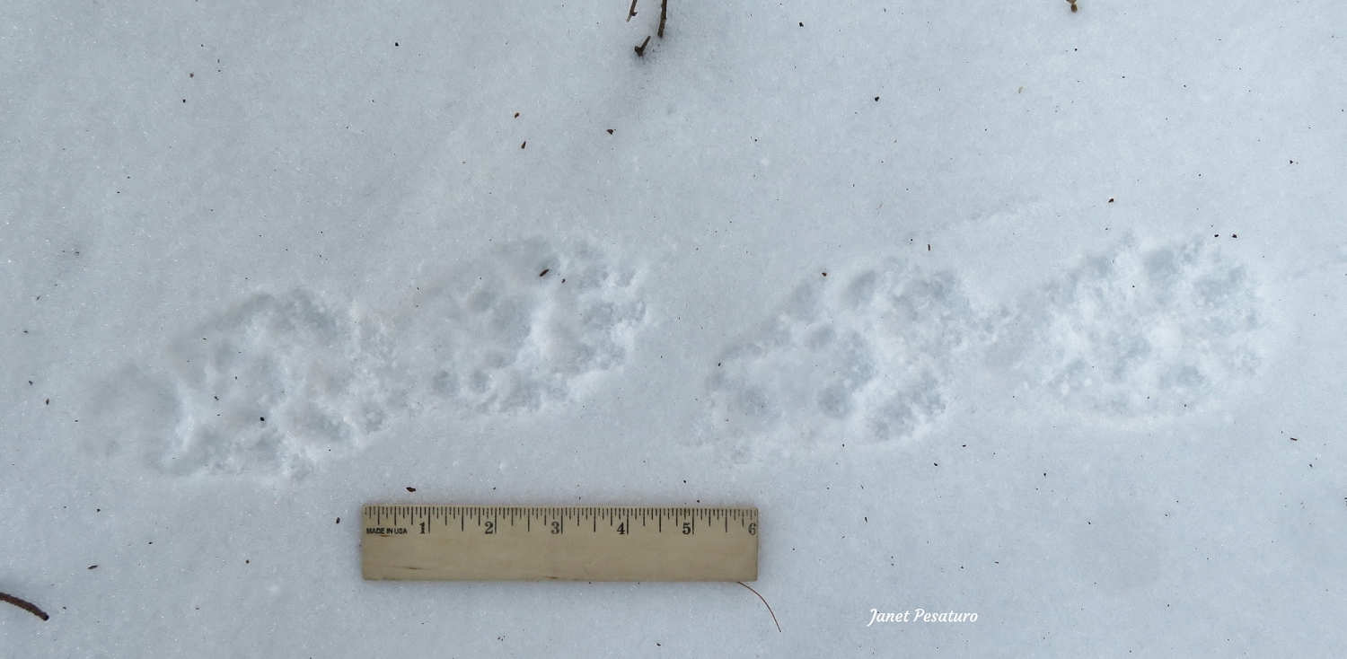 fisher tracks in snow