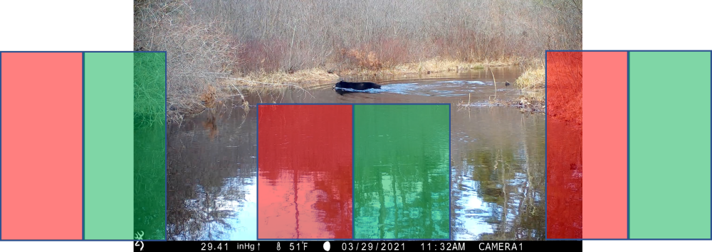 Example of swimming bear that has passed through a trail camera detection zone that triggered the camera
