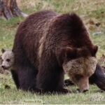Grizzly family foraging for roots