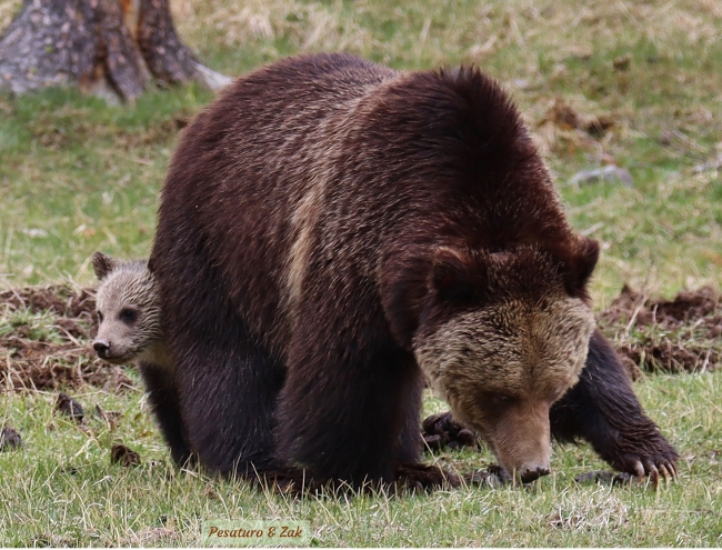 Grizzly family foraging for roots