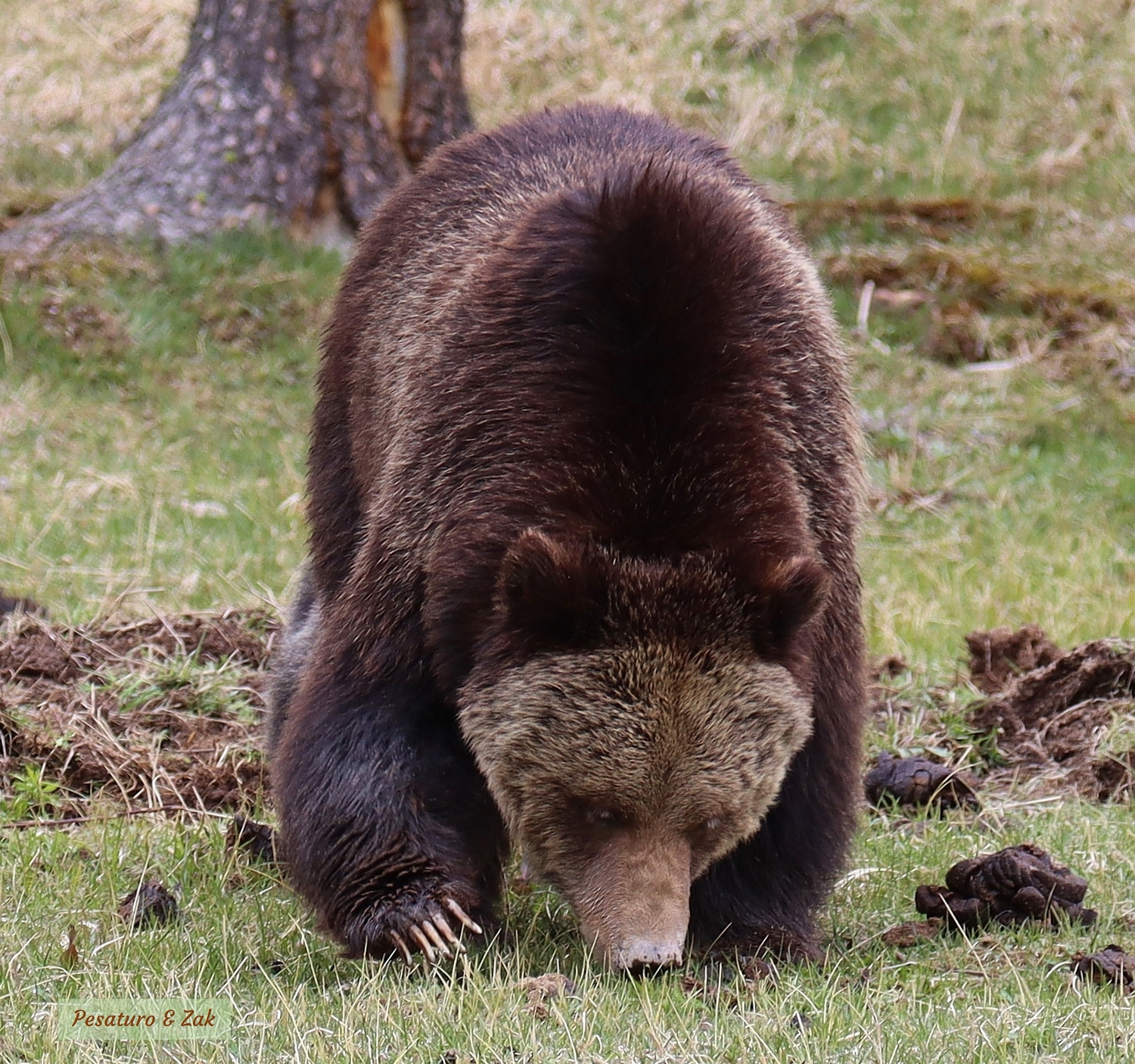 grizzly bear root grubbing at Yellowstone