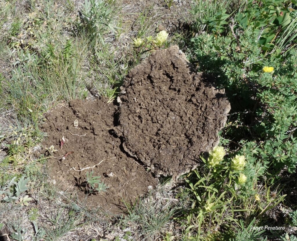 A flipped cow pie in Montana. It was probably turned over by a grizzly or black bear looking for earthworms.