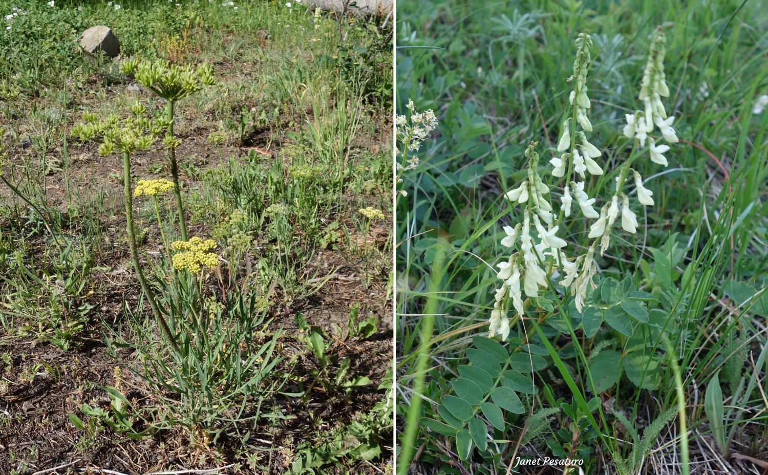 Nineleaf biscuitroot and yellow sweetvetch at a grizzly bear foraging area in Montana