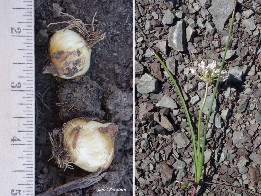 Allium textile found in Montana where a grizzly had been foraging
