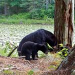 black bears foraging for insects