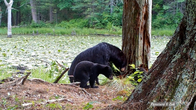 black bears foraging for insects