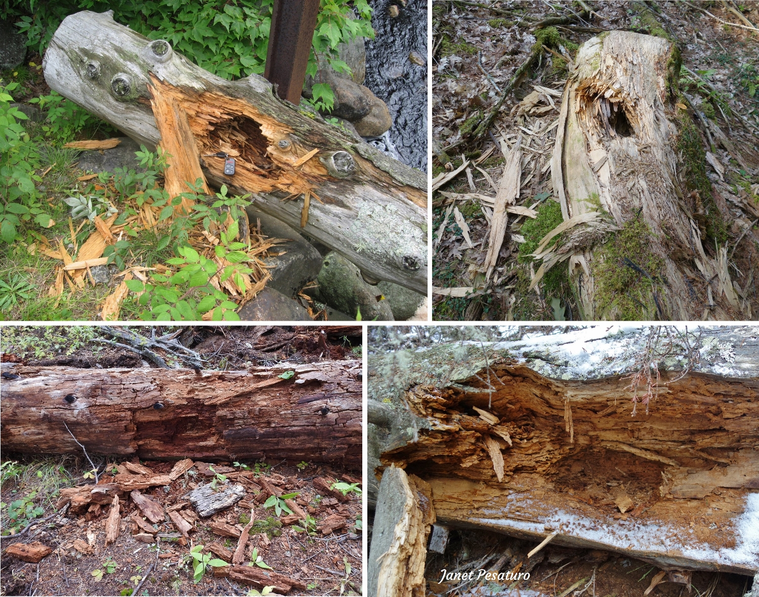 sign of bears foraging for insects in logs