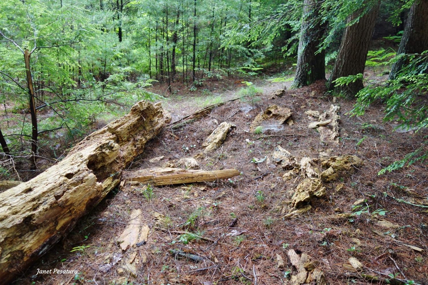 log torn up by black bear eating insects
