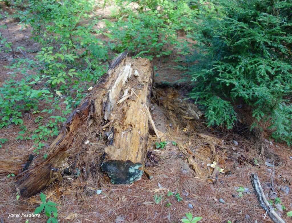 Black Bears Eating Insects: Foraging Sign & Behavior - Winterberry Wildlife