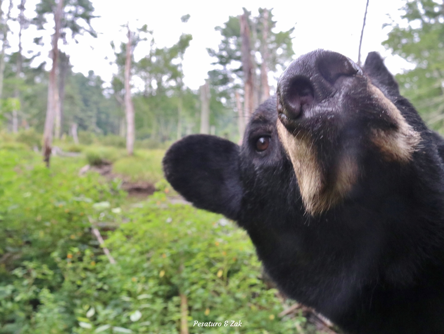 Young black bear inspects my camera trap