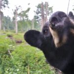 Young black bear inspects camera just as we must carefully inspect tracks