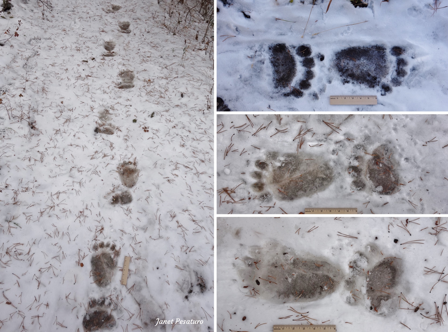 grizzly vs black bear tracks, these are grizzly