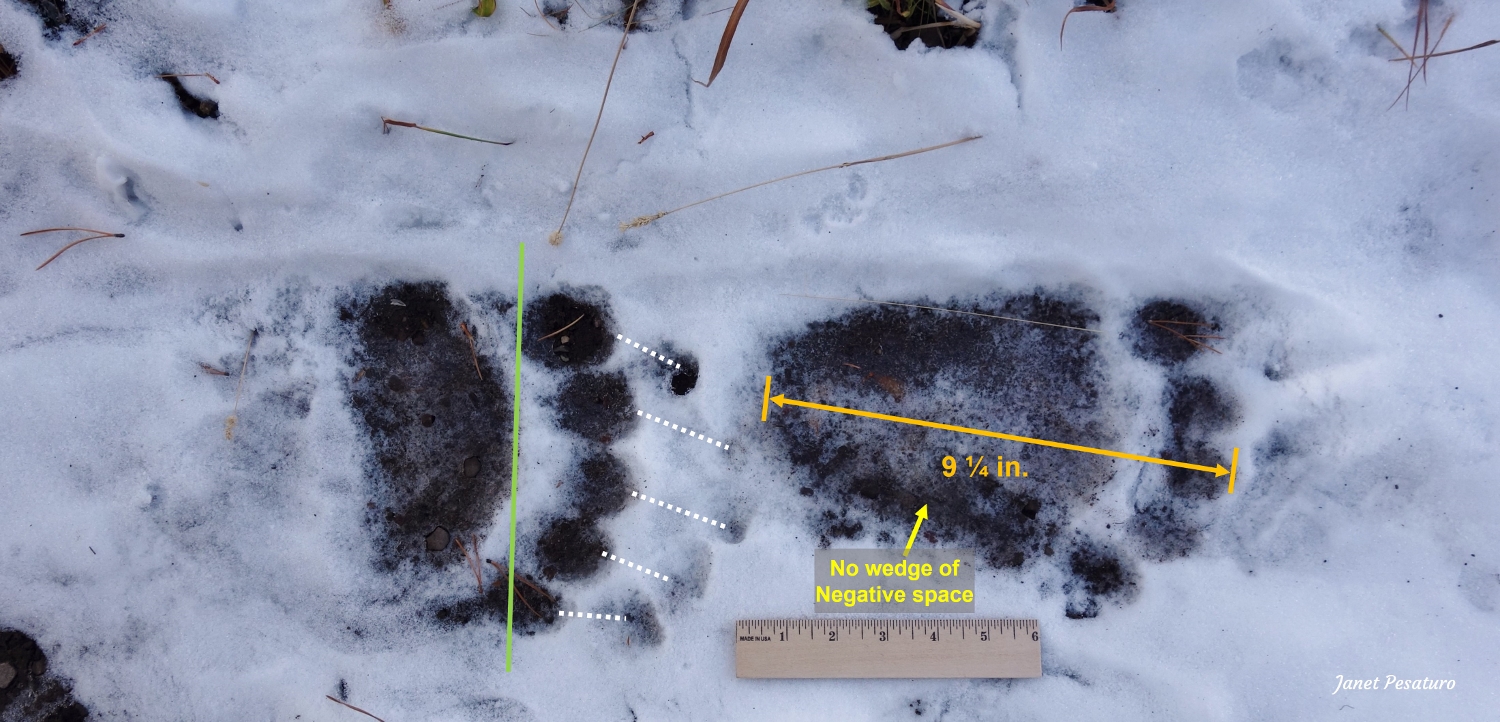 grizzly bear (brown bear) tracks