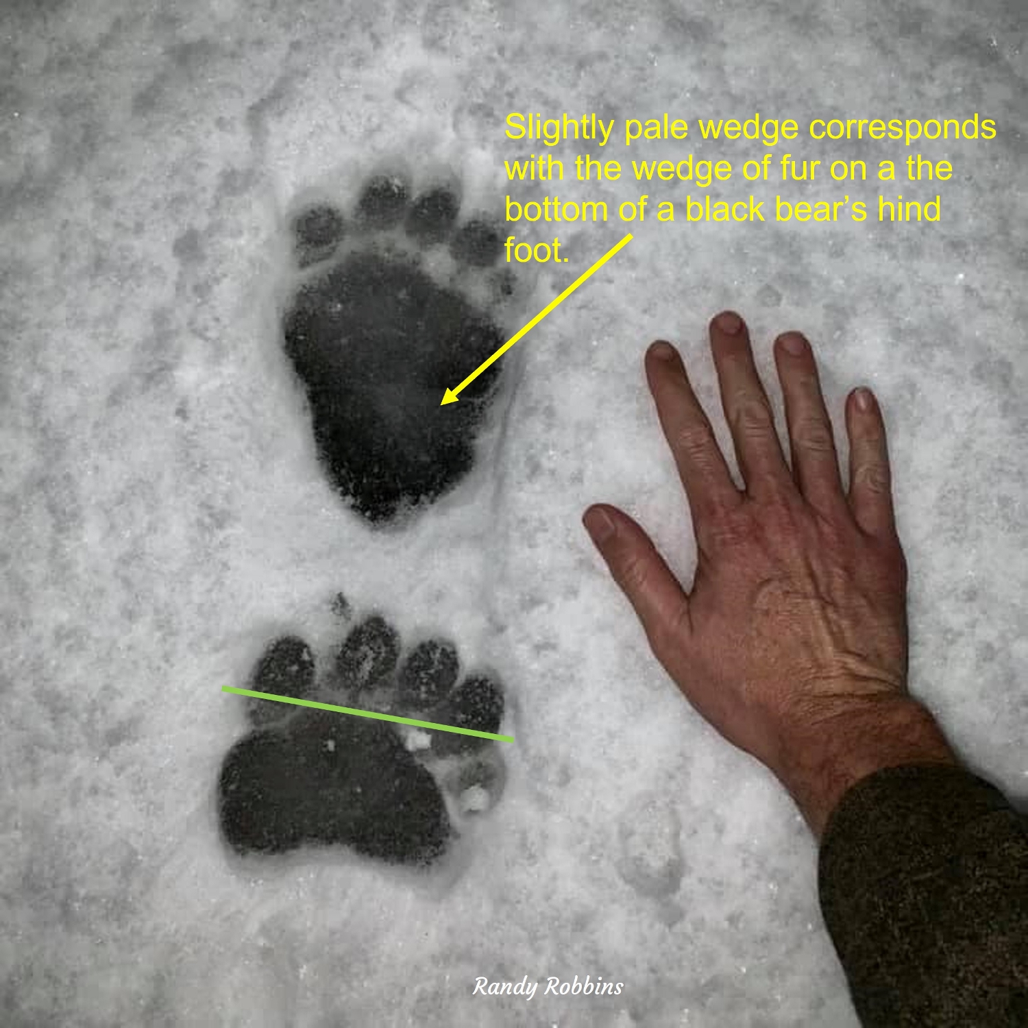 black bear paw prints
