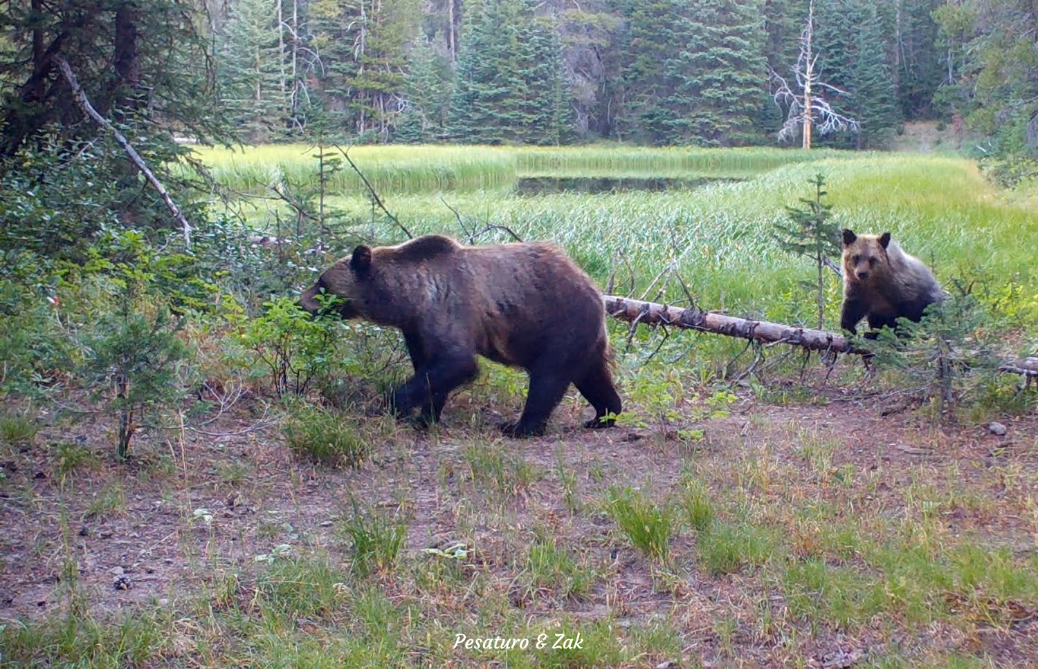 Grizzly Vs Black Bear Tracks A Careful Look Winterberry Wildlife