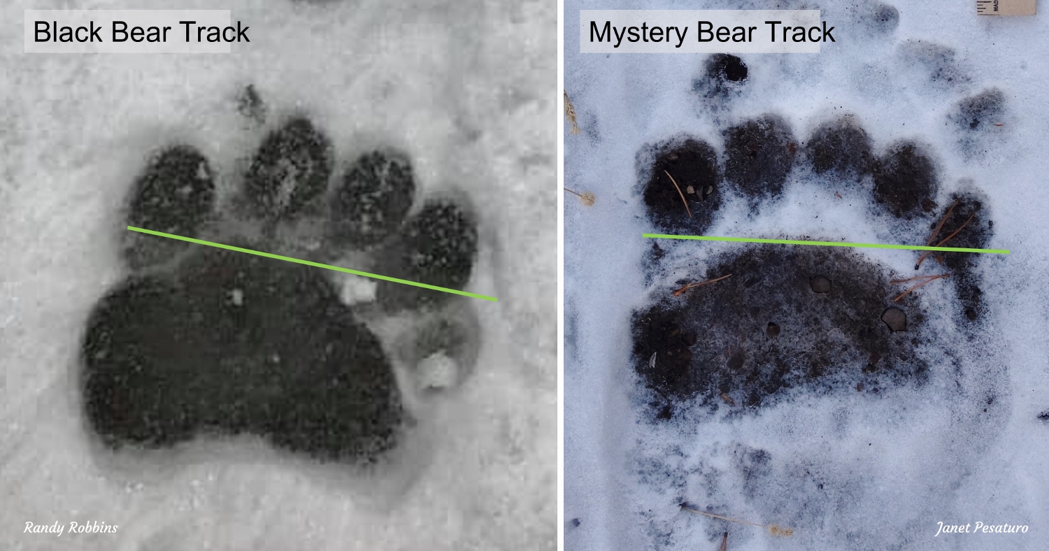 black bear track at left, grizzly track on the right