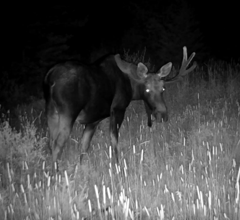 Moose at Night
