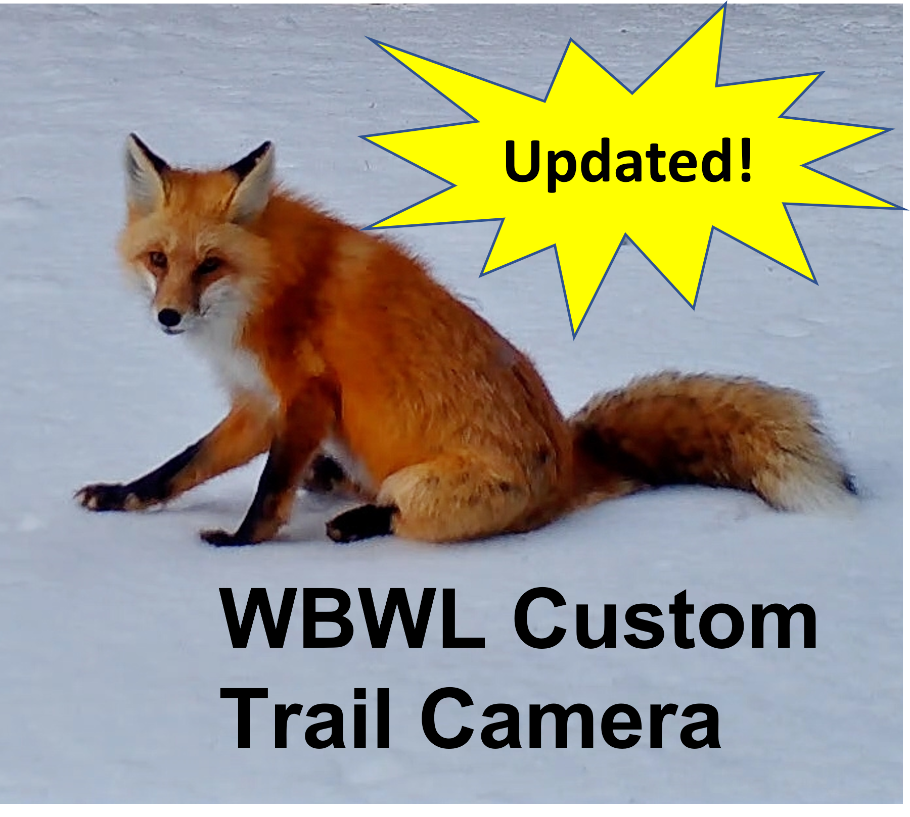 Red fox on splash screen for trail camera firmware