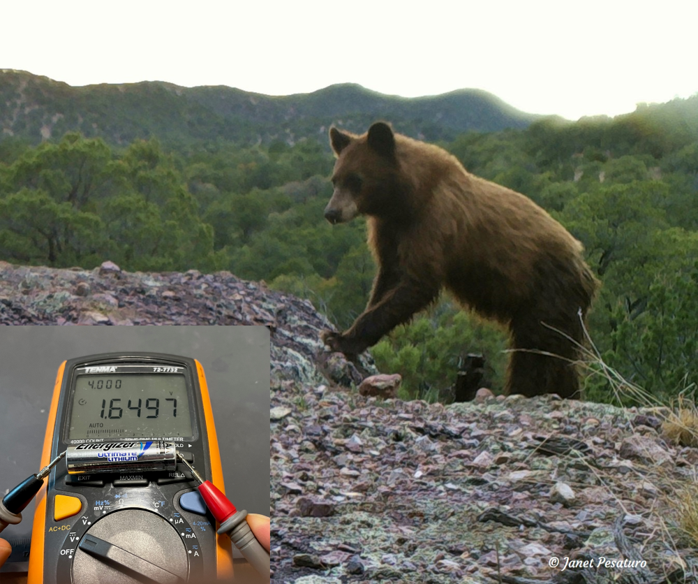 Black Bear, multi-meter, and energizer ultimate lithium battery
