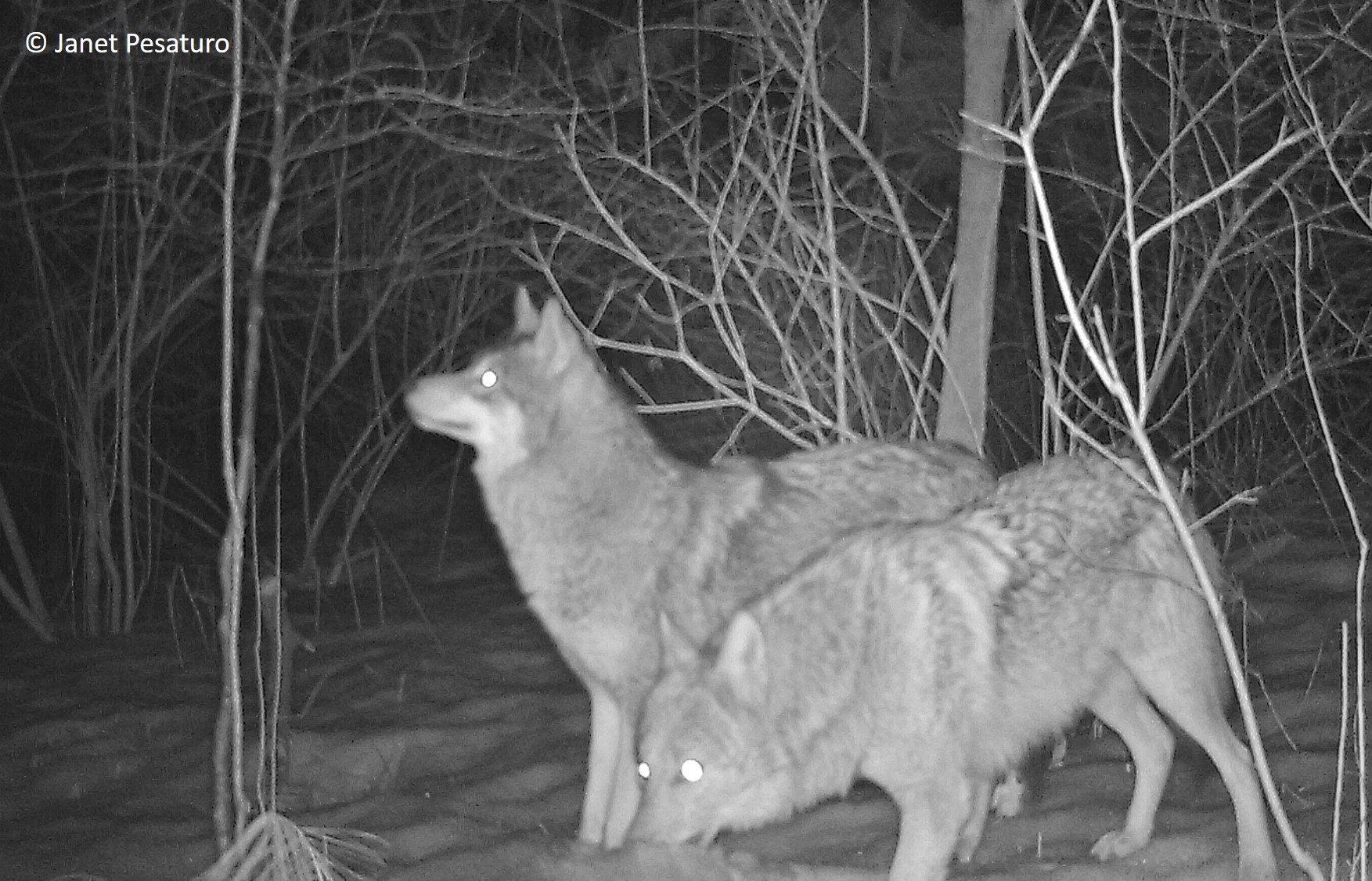coyote pair in snow