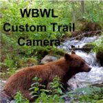 Bear crossing stream